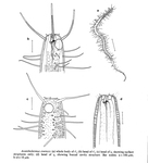 Acantholaimus ewensis Platt & Zhang, 1982