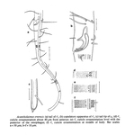 Acantholaimus ewensis Platt & Zhang, 1982