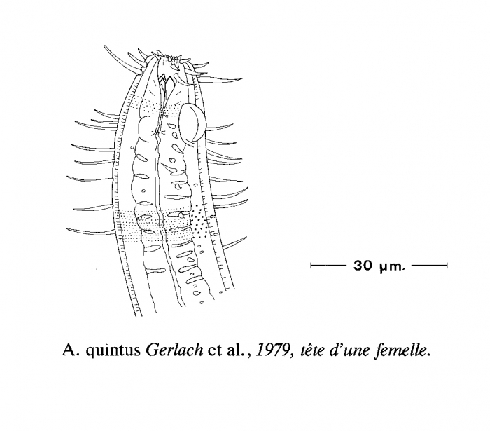 Acantholaimus quintus Gerlach, Schrage & Riemann, 1979 