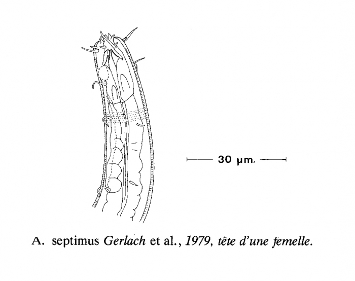 Acantholaimus septimus Gerlach, Schrage & Riemann, 1979