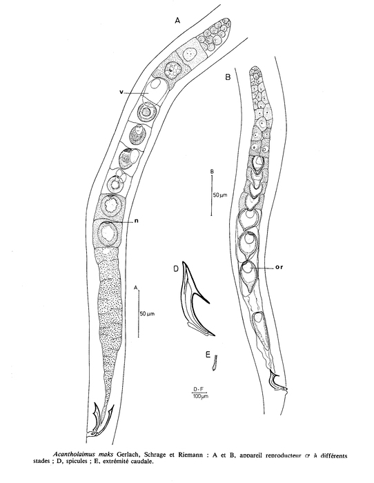 Acantholaimus maks Gerlach, Schrage & Riemann, 1979