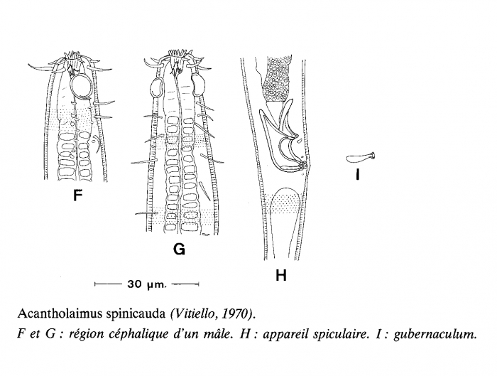 Acantholaimus spinicauda (Vitiello, 1970) Gerlach, Schrage & Riemann, 1979 