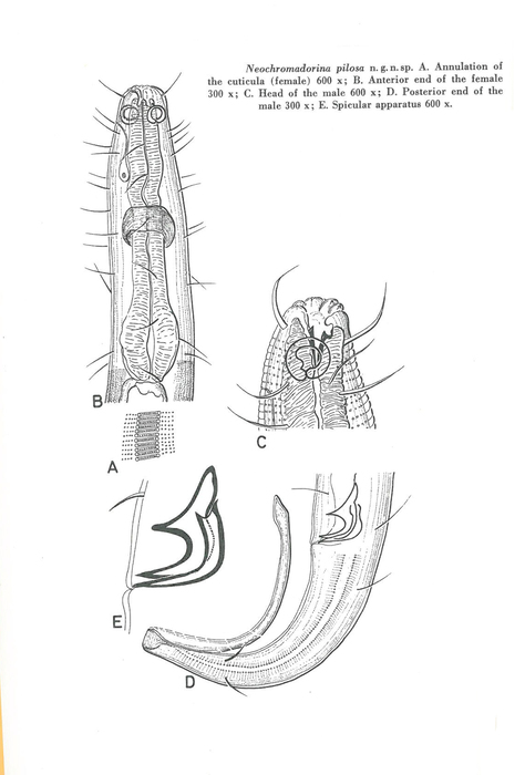 Acantholaimus pilosus (Kreis, 1963) Hope & Murphy, 1972