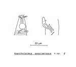 Acantholaimus aequisetosus Soetaert, 1988