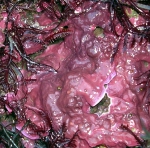 Mesophyllum lichenoides