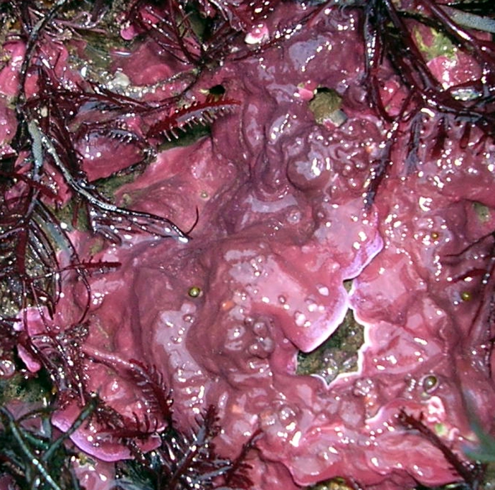 Mesophyllum lichenoides Mesophyllum lichenoides