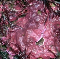 Rhodophyta (red algae)