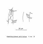Acantholaimus effilatus Soetaert, 1988