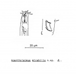 Acantholaimus mirabilis Soetaert, 1988