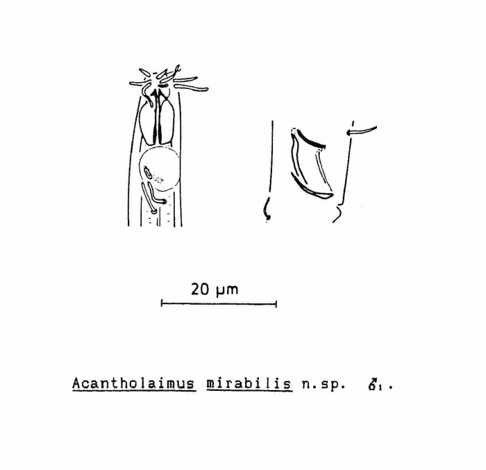 Acantholaimus mirabilis Soetaert, 1988