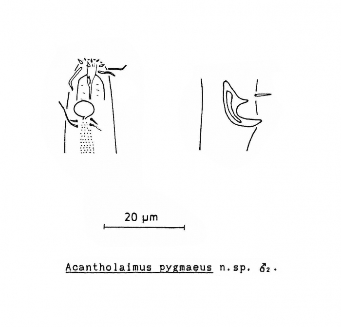 Acantholaimus pygmaeus Soetaert, 1988