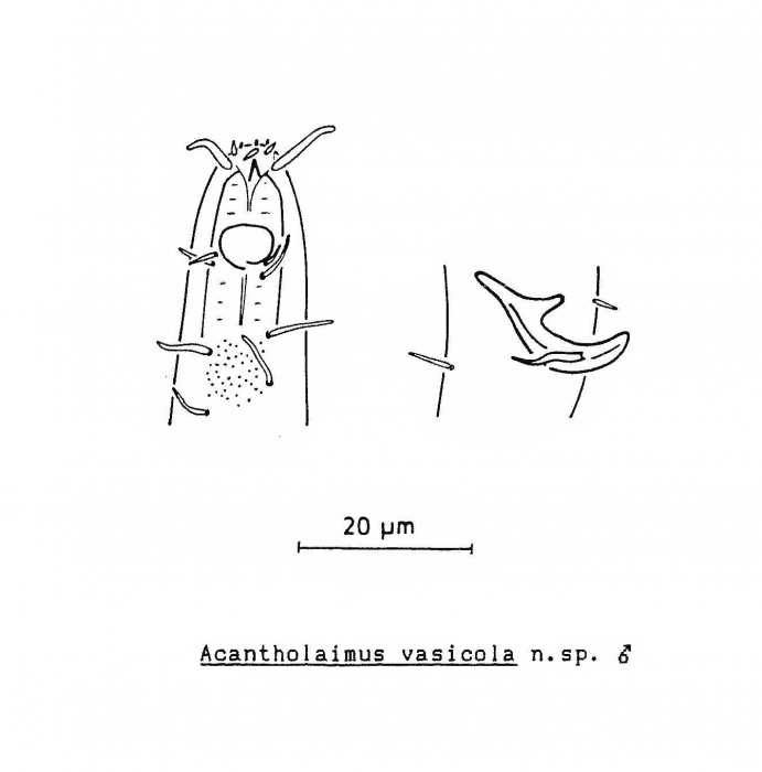 Acantholaimus vasicola Soetaert, 1988