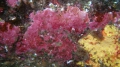 Rhodophyta (red algae)