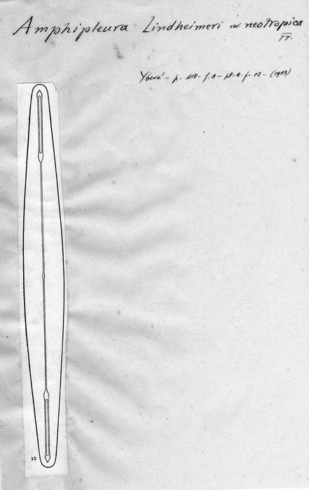 Amphipleura lindheimeri var. neotropica Amphipleura lindheimeri var. neotropica