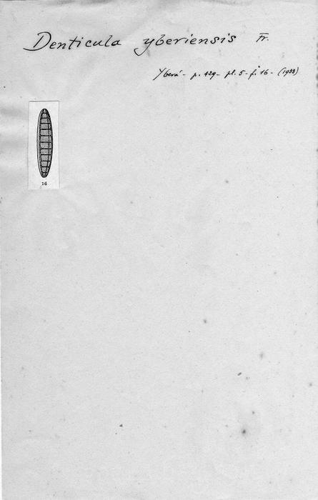 Denticula yberiensis Denticula yberiensis