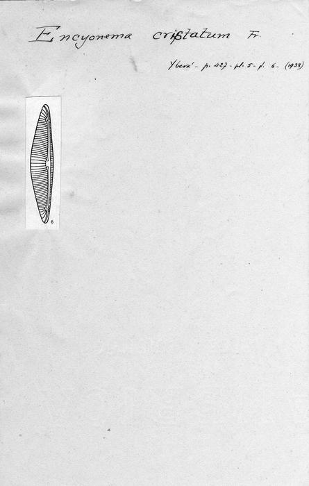 Encyonema cristatum Encyonema cristatum