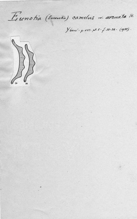 Eunotia camelus var. arcuata Eunotia camelus var. arcuata