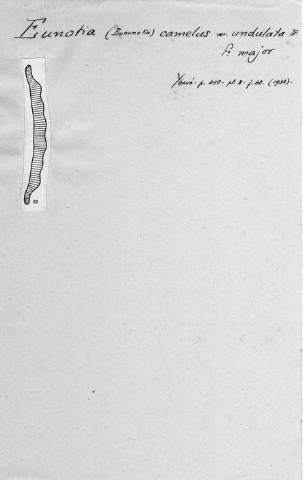 Eunotia camelus var. undulata f. major Eunotia camelus var. undulata f. major