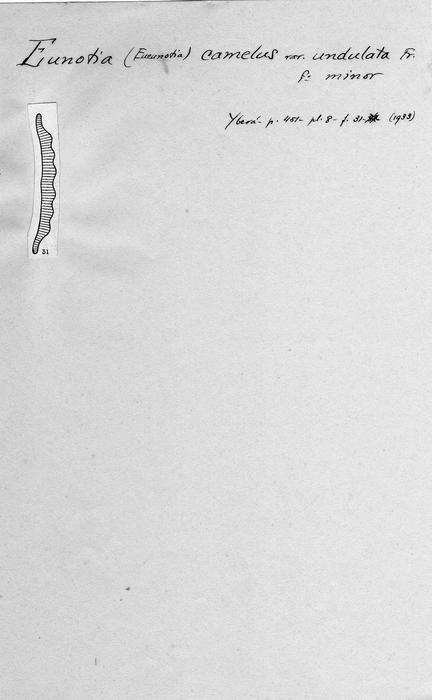 Eunotia camelus var. undulata f. minor Eunotia camelus var. undulata f. minor