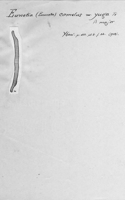 Eunotia camelus var. juga f. major Eunotia camelus var. juga f. major