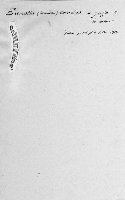 Eunotia camelus var. juga f. minor Eunotia camelus var. juga f. minor