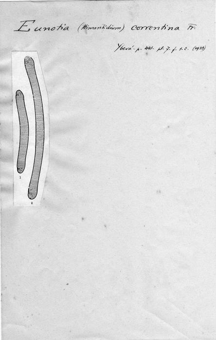 Eunotia correntina Eunotia correntina