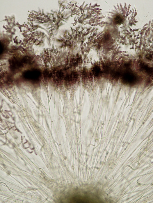 Nemalion helminthoides Nemalion helminthoides