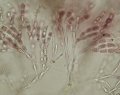 Rhodophyta (red algae)