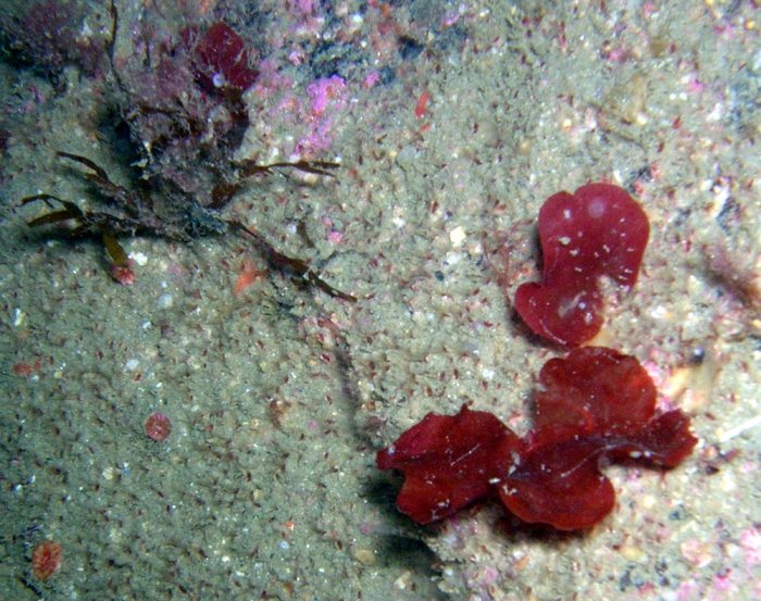 Neurocaulon foliosum Neurocaulon foliosum