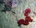 Rhodophyta (red algae)