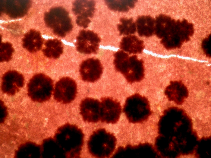 Neurocaulon foliosum Neurocaulon foliosum