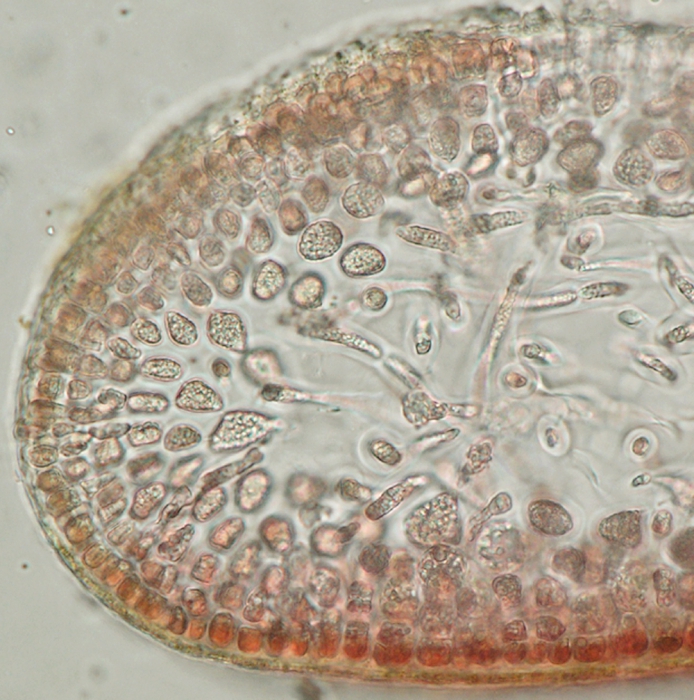 Neurocaulon foliosum Neurocaulon foliosum