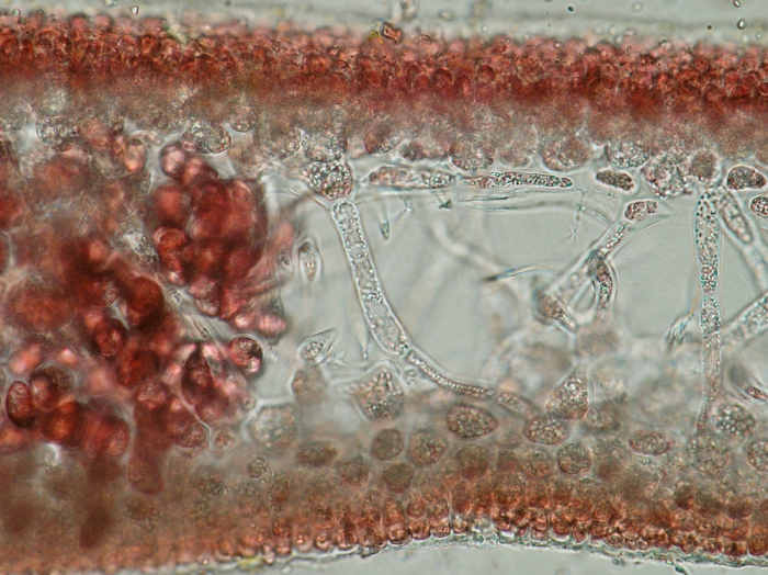 Neurocaulon foliosum Neurocaulon foliosum