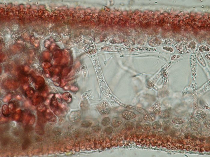 Neurocaulon foliosum