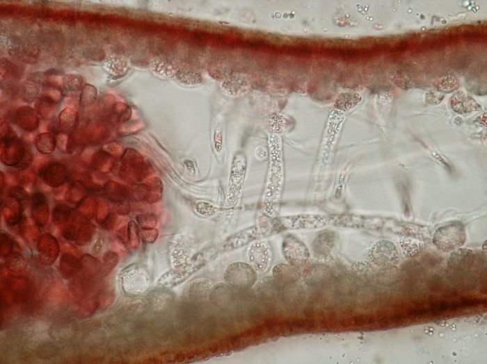 Neurocaulon foliosum Neurocaulon foliosum