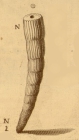Nautilus obliquus Linnaeus, 1758