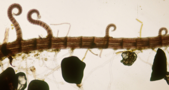 Ophidocladus simpliciusculus Ophidocladus simpliciusculus