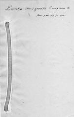 Eunotia gracilis f. maxima