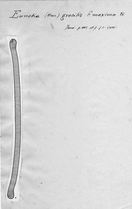 Eunotia gracilis f. maxima