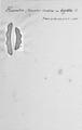 Chromista - Bacillariophyceae (diatoms)