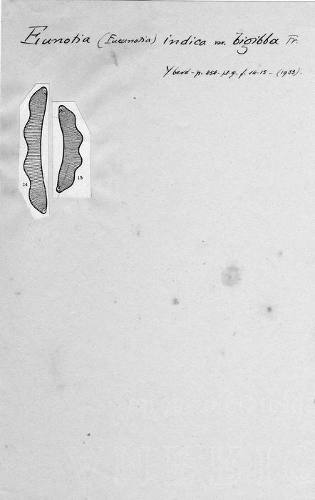 Eunotia indica var. bigibba Eunotia indica var. bigibba