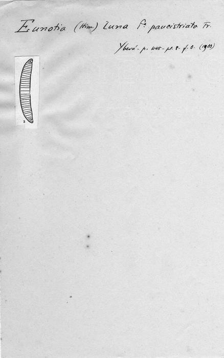 Eunotia luna var. aequalis f. paucistriata