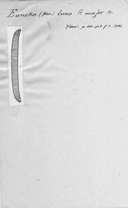 Eunotia luna var. aequalis f. major Eunotia luna var. aequalis f. major