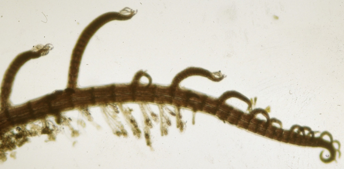 Ophidocladus simpliciusculus Ophidocladus simpliciusculus
