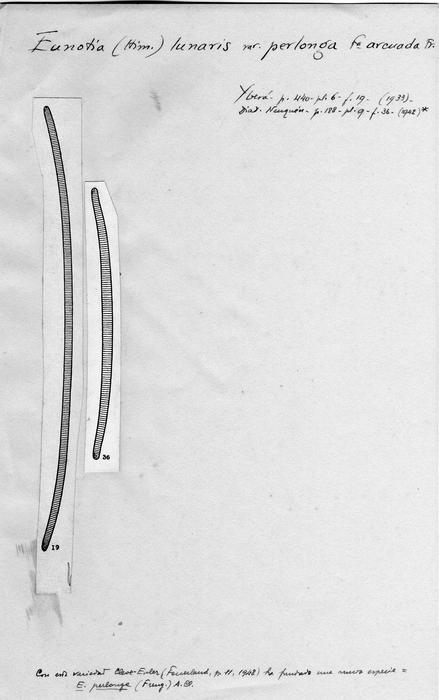 Eunotia lunaris var. perlonga f. arcuata J Eunotia lunaris var. perlonga f. arcuata J
