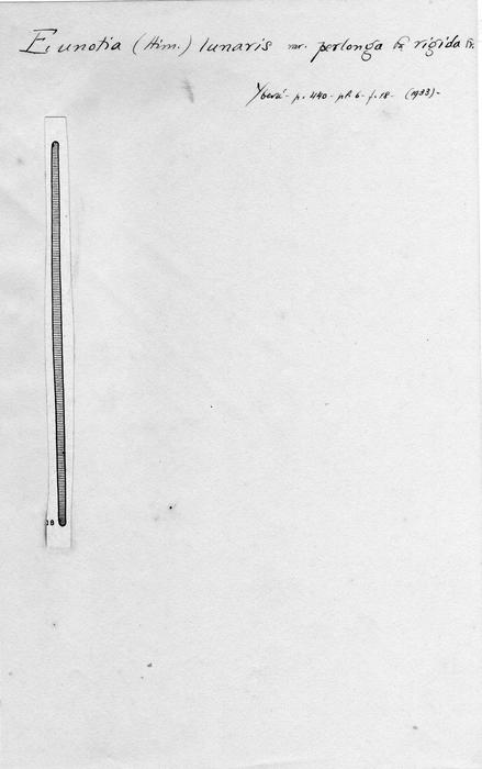 Eunotia lunaris var. perlonga f. rigida Eunotia lunaris var. perlonga f. rigida