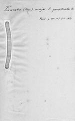 Eunotia major f. paucistriata