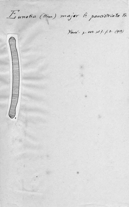 Eunotia major f. paucistriata Eunotia major f. paucistriata