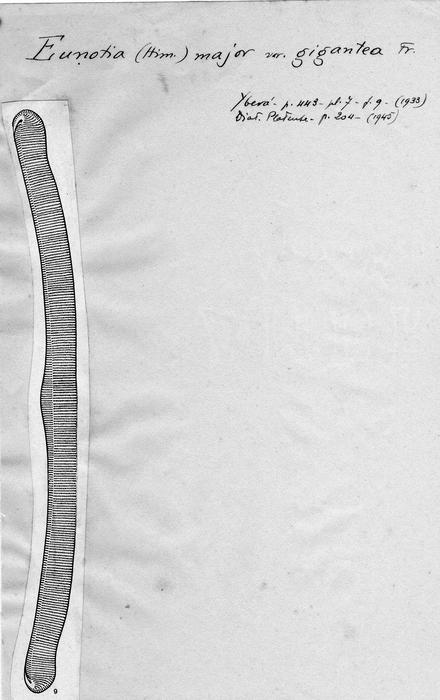 Eunotia major var. gigantea Eunotia major var. gigantea