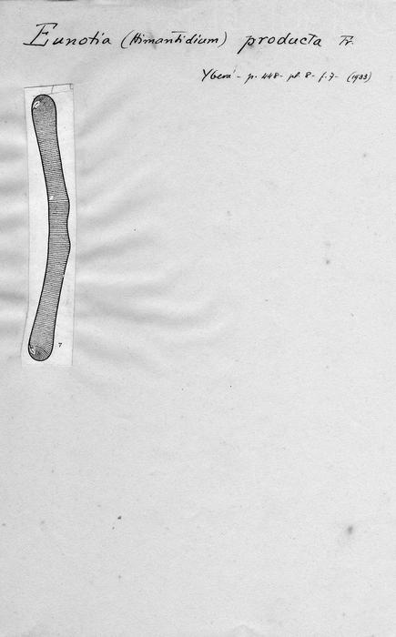Eunotia producta Eunotia producta